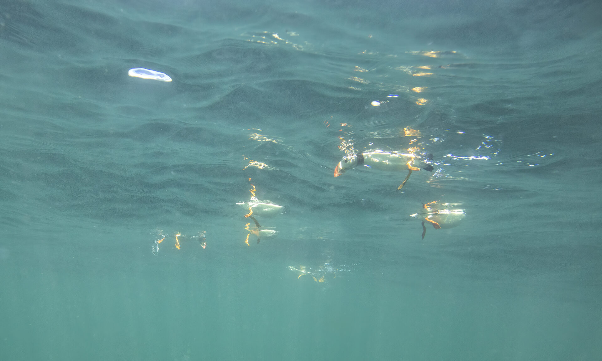 Atlantic puffin diving underwater at the Farne Islands